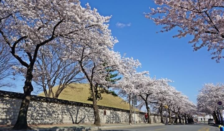 2024-벚꽃-개화-시기,-경주-대릉원-돌담길