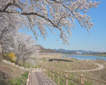 경주벚꽃축제_22
