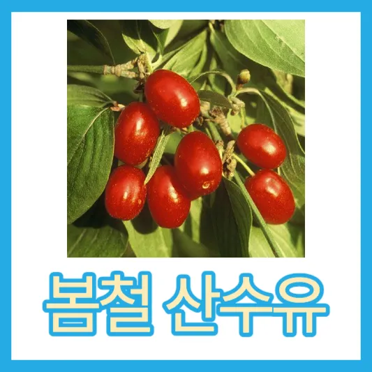 봄철 피로감 산수유 산수유즙 산수유 먹는법 효능 부작용