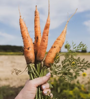 당근 효능 부작용 고르는법 칼로리