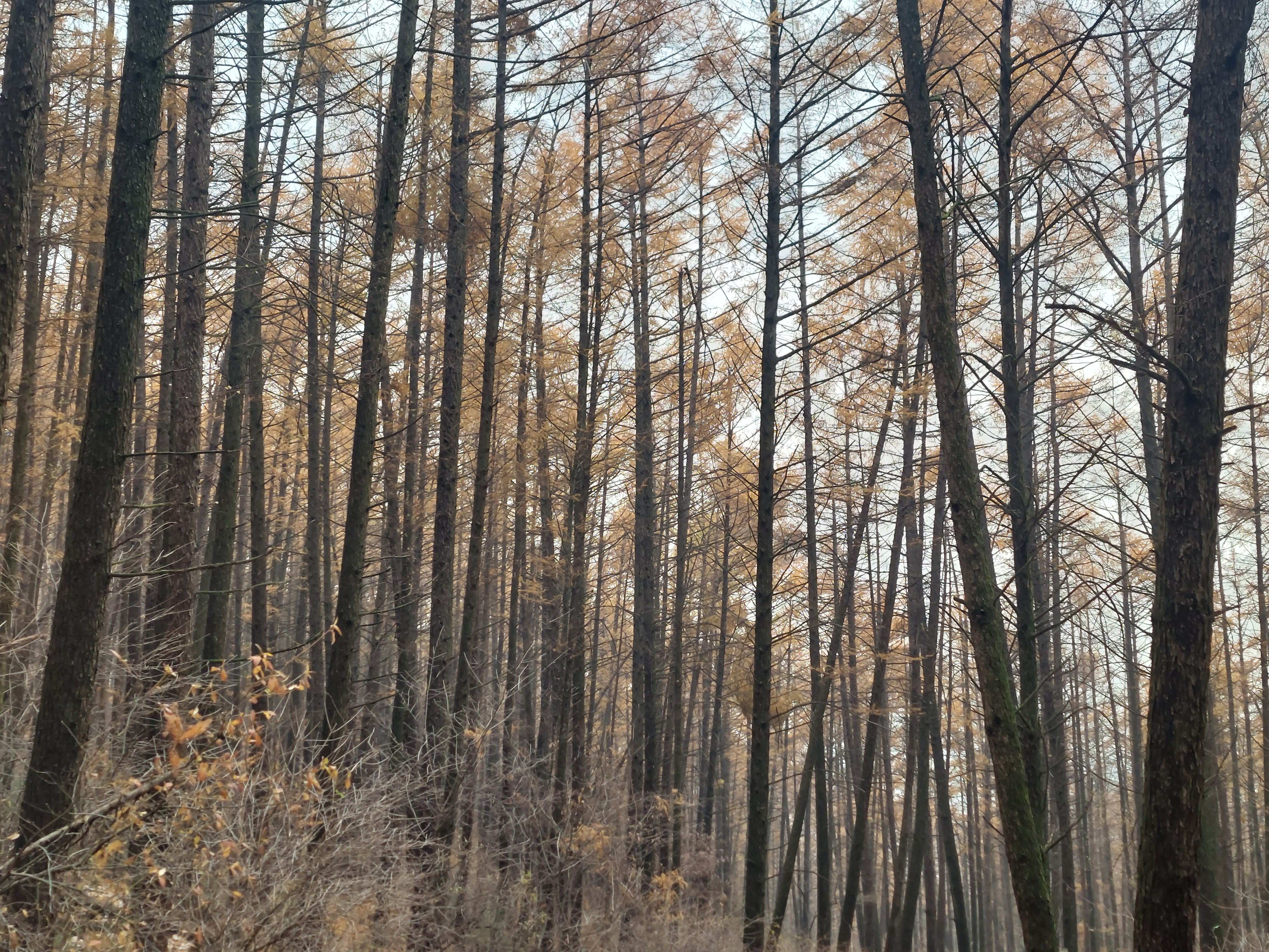 검단산