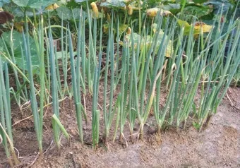 텃밭 대파 키우는 방법 파종 시기_45