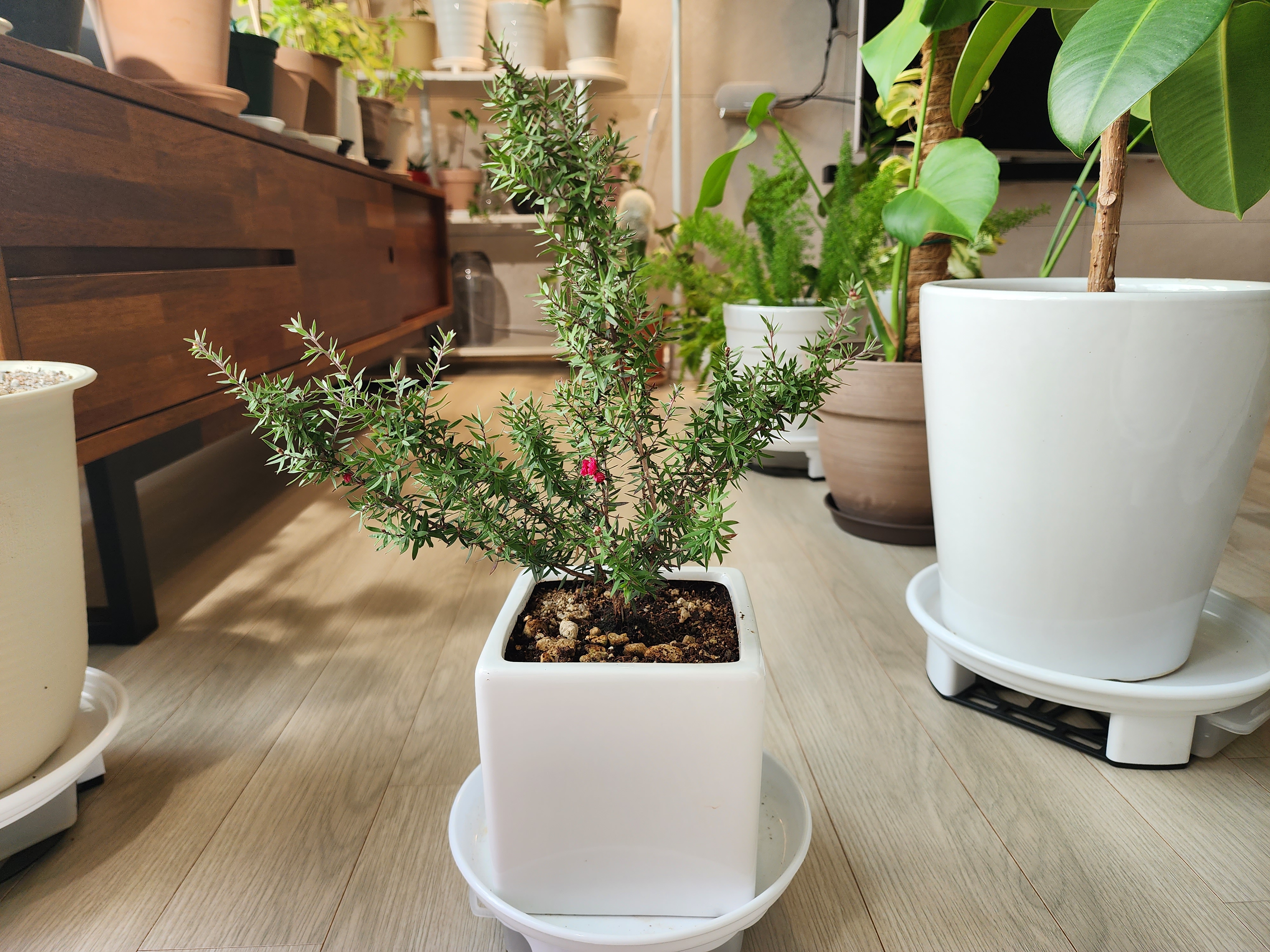 현재의 호주매화