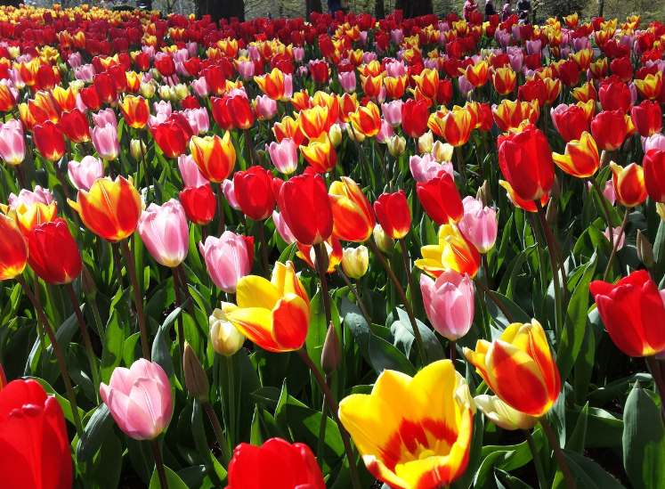 유럽 꽃 축제 관련 사진