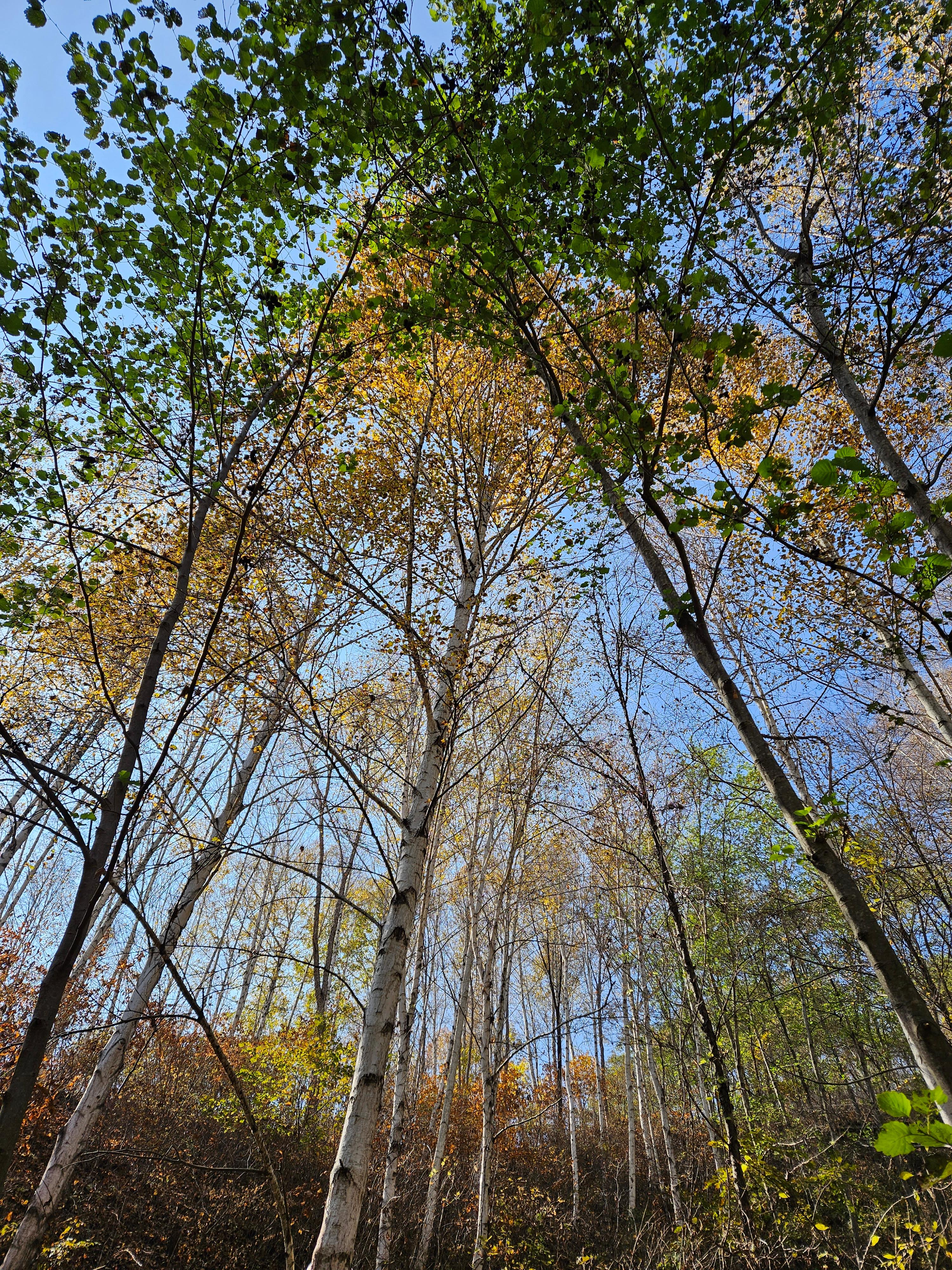 고즈넉한 단풍길 가을 산책