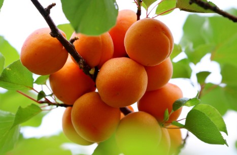 [6월 7월 제철과일] 덜익은 살구 빨리 익히는 법