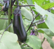 가지 모종 심는 시기