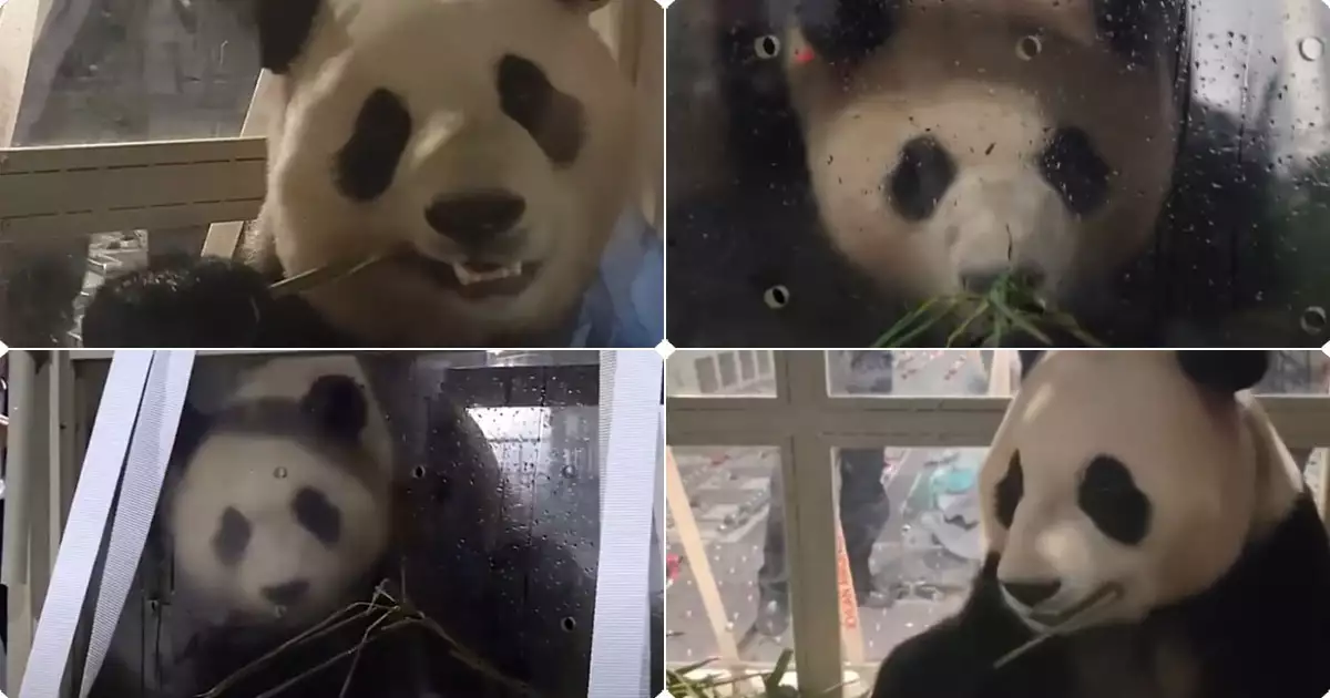 케이지 안에서의 푸바오