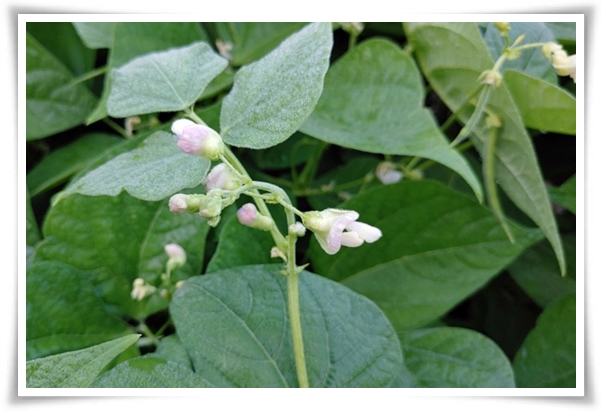 텃밭 &quot;5월, 강낭콩 심으세요!&quot; 콩알 콩알 재미가 톡톡, 쑥쑥 자라는 기쁨!