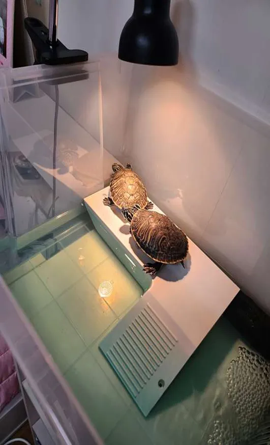 허브동물병원