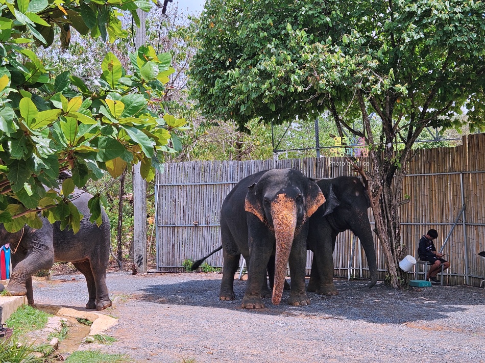 푸켓 가볼만한곳, 엘리펀트 정글 생츄어리 코끼리 샤워시키기 밥주기 후기