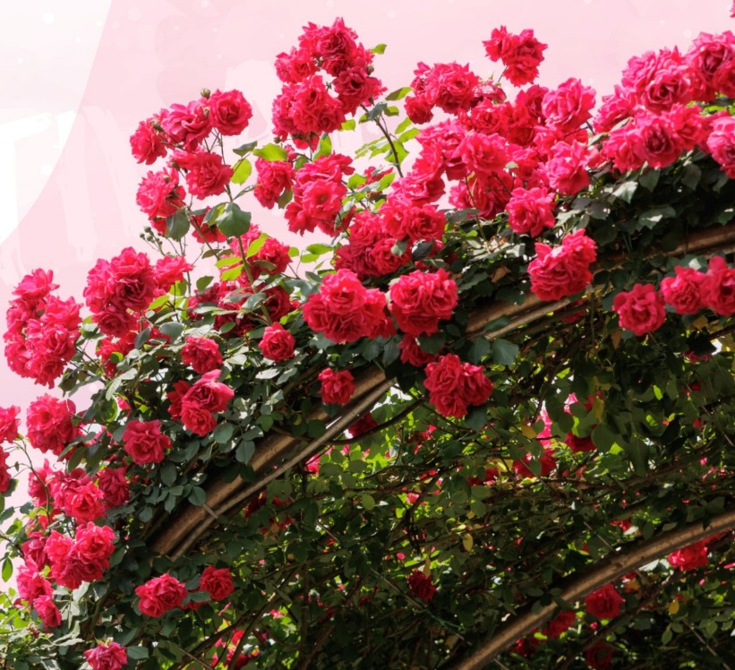 서울장미축제-포스터