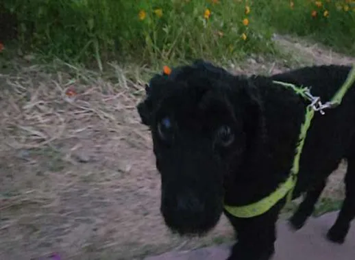 하중도유채꽃단지