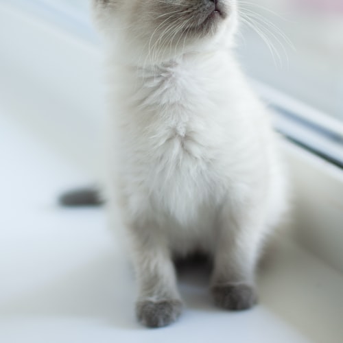How to Create the Perfect Cat-Friendly Home