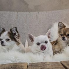 치와와 3마리가 푹신한 소파에 앉아 있는 모습