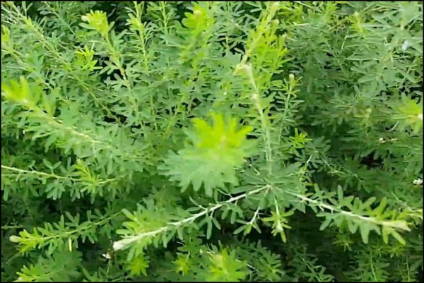 야관문 효능 야관문주 부작용 총정리