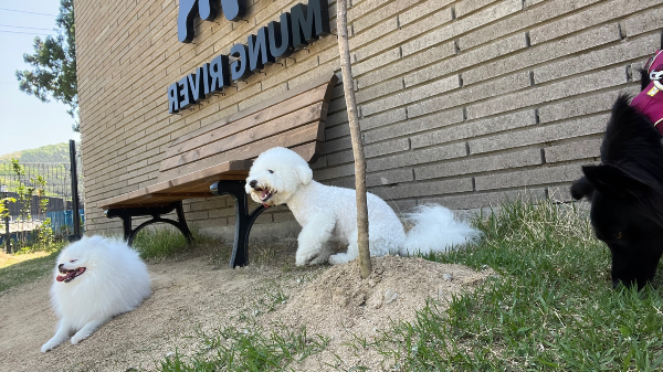 꾸마_멍리버_애견카페