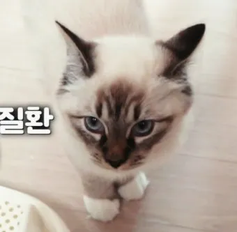 고양이 갑상선 기능 항진증 원인 증상 수치 관리법 총정리 정리자료_19