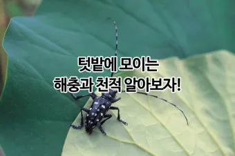 텃밭 해충 대처 진딧물 총채벌레 응애 노린재 방제_4