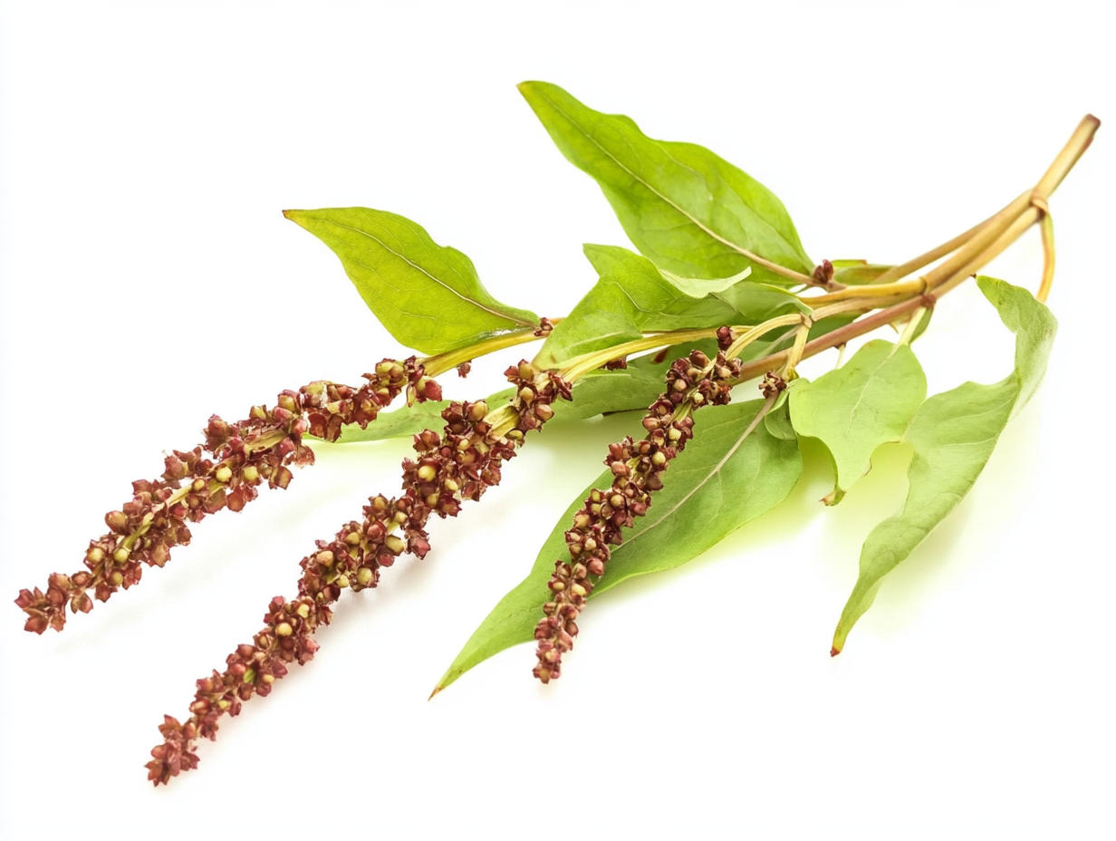 10월 26일 탄생화 수영(Rumex)