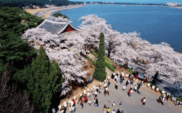 경포대 벚꽃축제