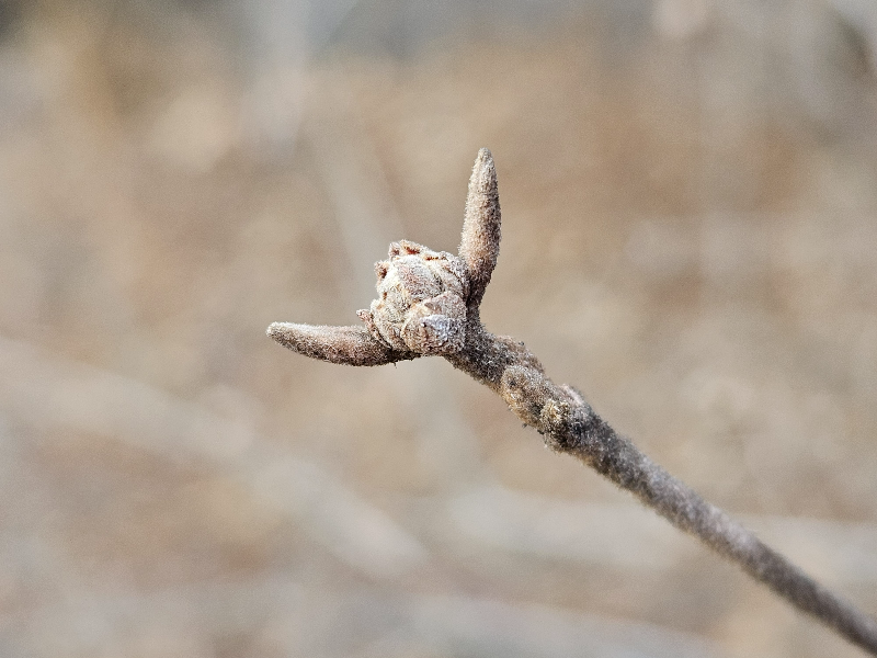 분꽃나무 겨울눈2