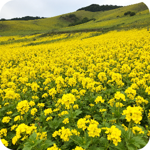 제주도 성산일출봉 유채꽃밭 가상 이미지