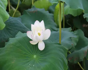 무안 연꽃축제26