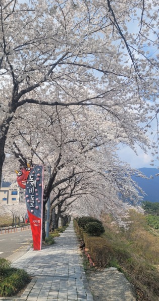 도깨비도로 벚꽃