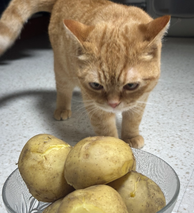바닥에 놓인 투명한 유리 볼에 가득 담긴 삶은 감자 더미를 오렌지색 고양이가 궁금한 표정으로 내려다보고 있다. 감자는 껍질이 벌어져 잘 익은 상태이다.