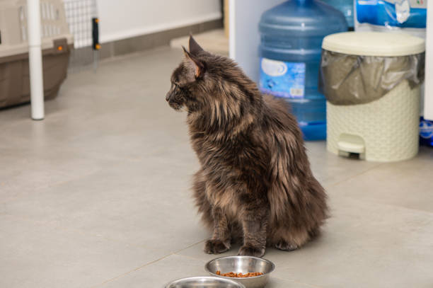 고양이 습식 사료의 장점