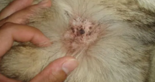 반려견 피부 질환 사진