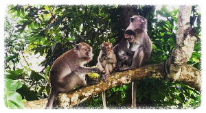 나트랑 원숭이 섬