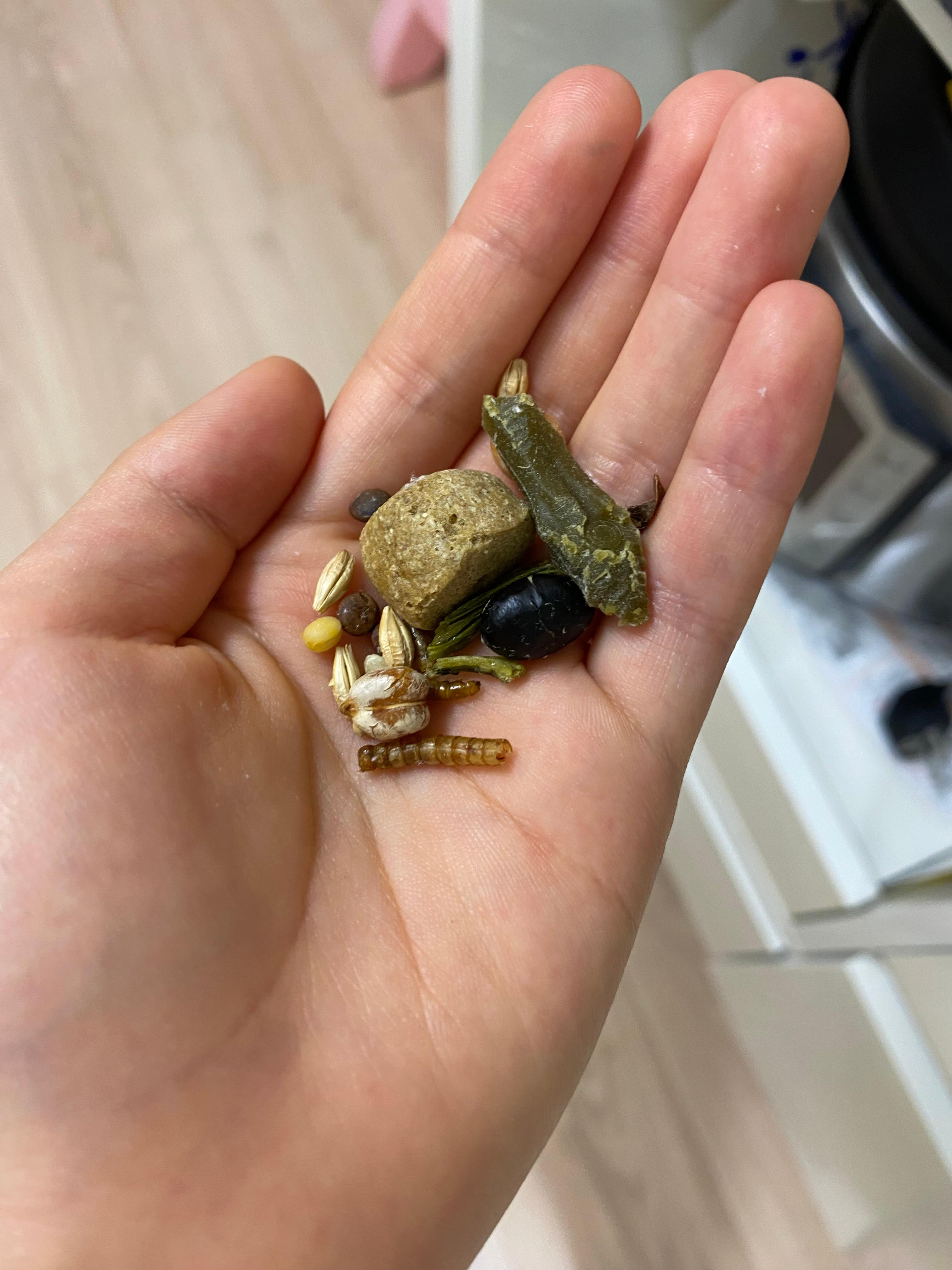 햄스터 볼에서 나온 먹이가 이렇게 많아요. 진짜 크죠 !!