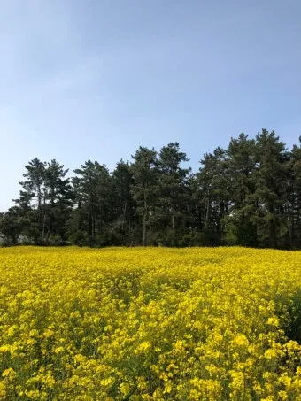 제주 항파두리 유적지 역사 공부 겸 산책코스 소개_13