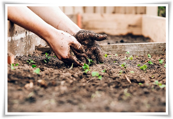텃밭 "7월에 심기 좋은 작물" 가을 수확을 기대하는 황금 작물!