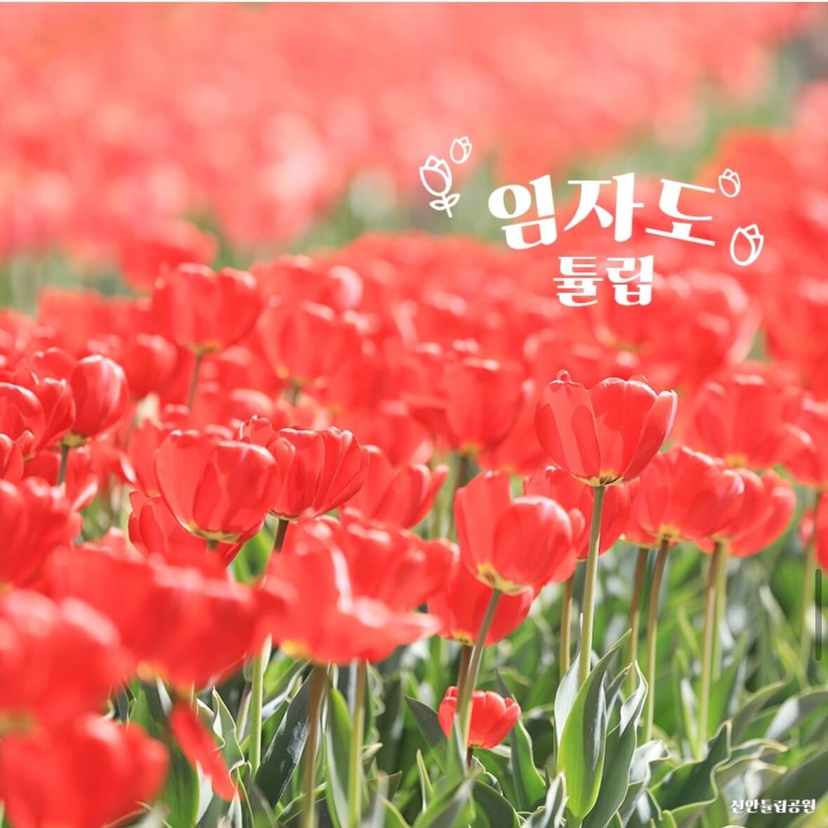 임자도 튤립축제기간
