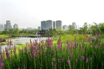 나는 빛나는 별처럼 느꼈습니다 한밭수목원 클레마티스 전시회 관람기_15