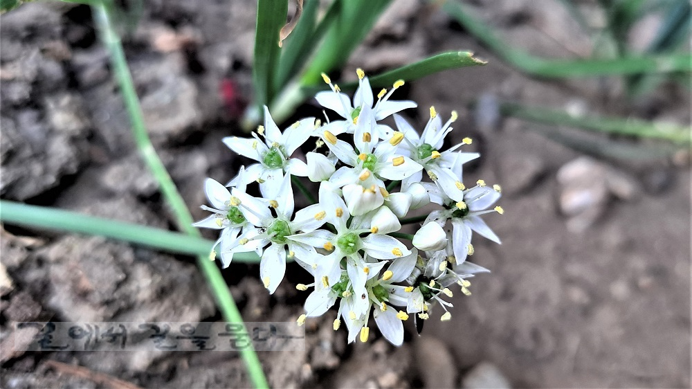 서민의 보약 부추