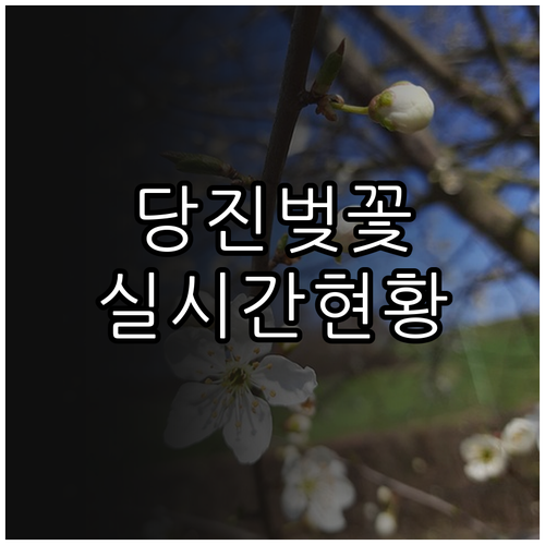 당진 벚꽃 만개 시기와 순성 벚꽃길 ..
