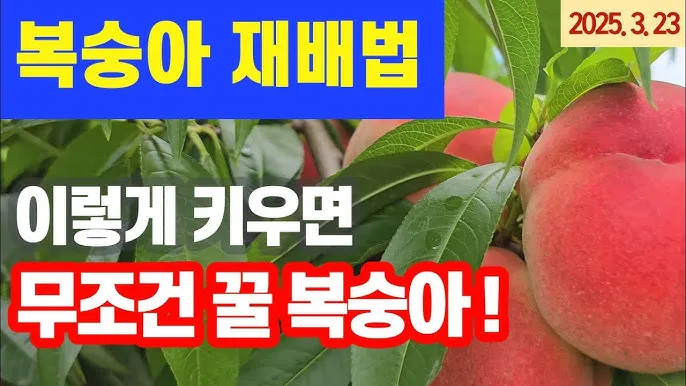 복숭아 나무 한살이 시기_9