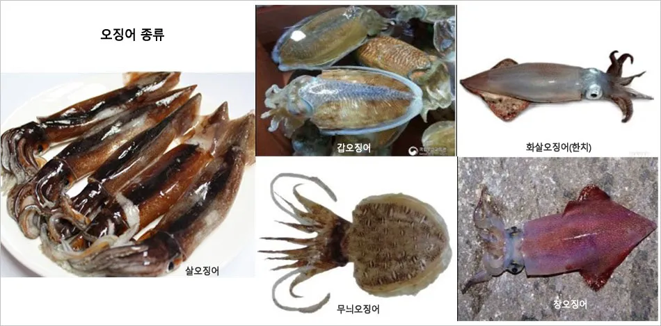 한치 오징어 차이 비교 생김새 맛 식감 완벽 분석_5
