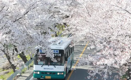 함양 백운산 벚꽃길 2