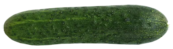 오이지 담그는 방법