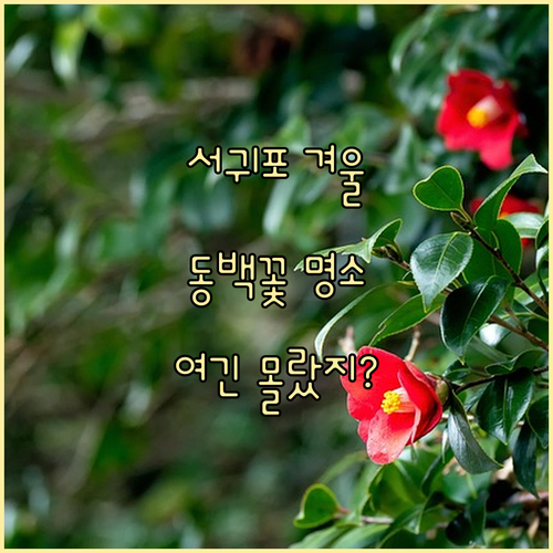 제주 서귀포 겨울 가볼만한곳 베스트 ..