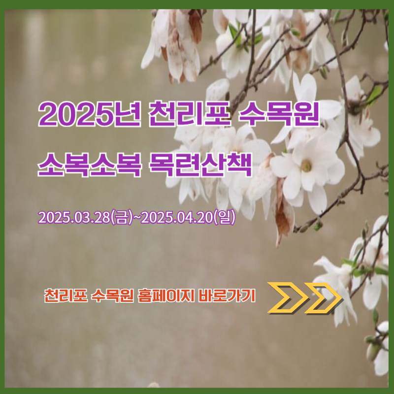 2025년천리포수목원목련축제사진