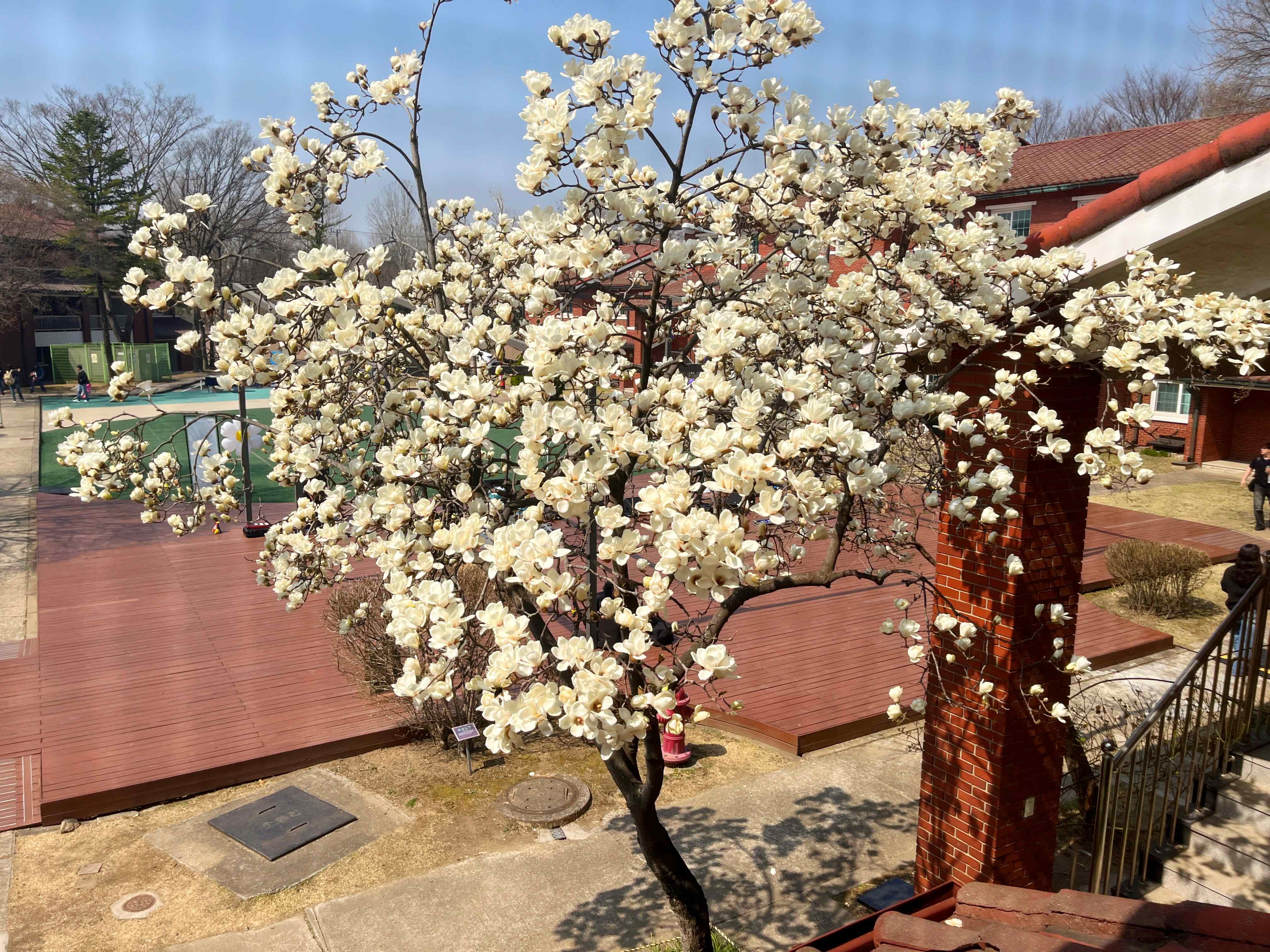 용산공원 미군기지
