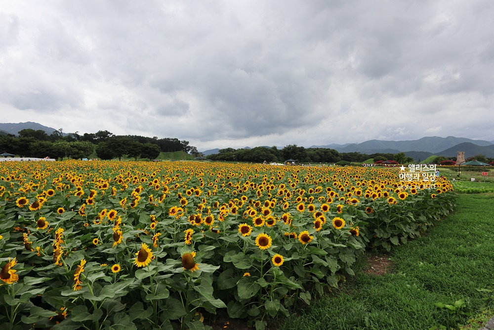 경주 해바라기 명소 , 경주 해바라기 밭 위치 모음, 7~8월 경주 여름 가볼만한곳, 첨성대