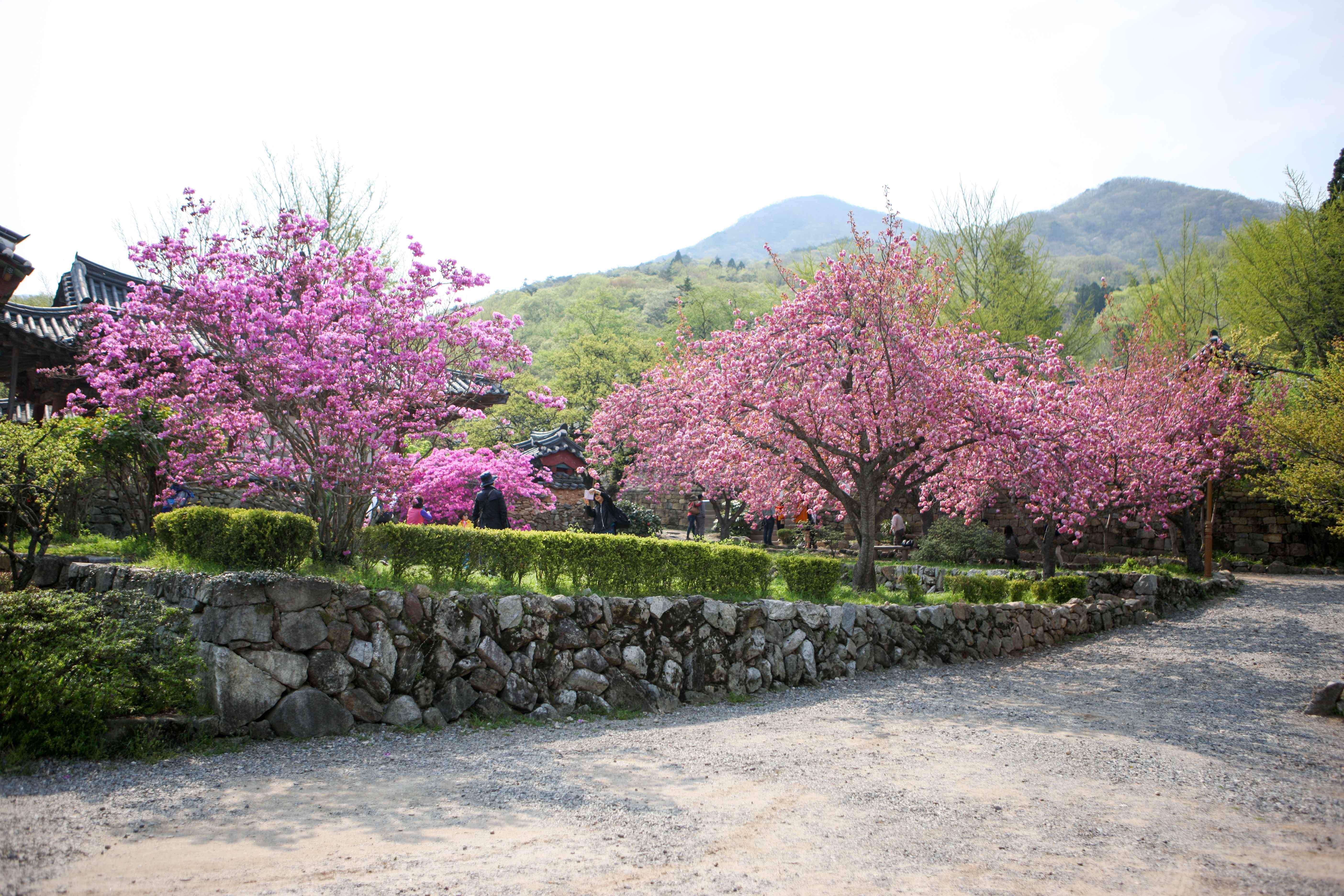 순천 선암사 겹벚꽃