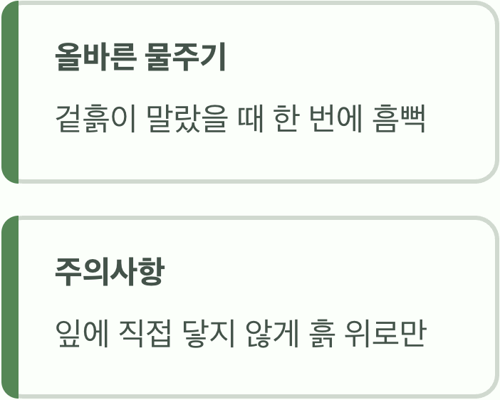 '물'을 좋아하지만, '과습'은 싫어해요